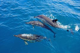Dolphin Spotting in Marbella: A Guide to the Best Experience