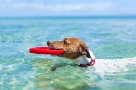 The Best Pet-Friendly Accommodations in Marbella