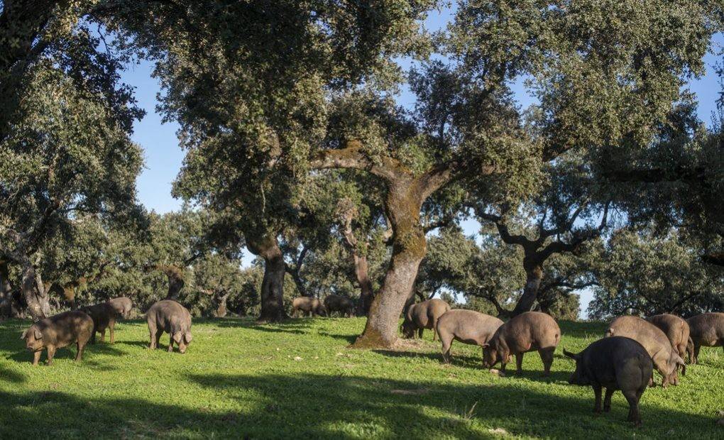 marbslifestyle Pata Negra Farm