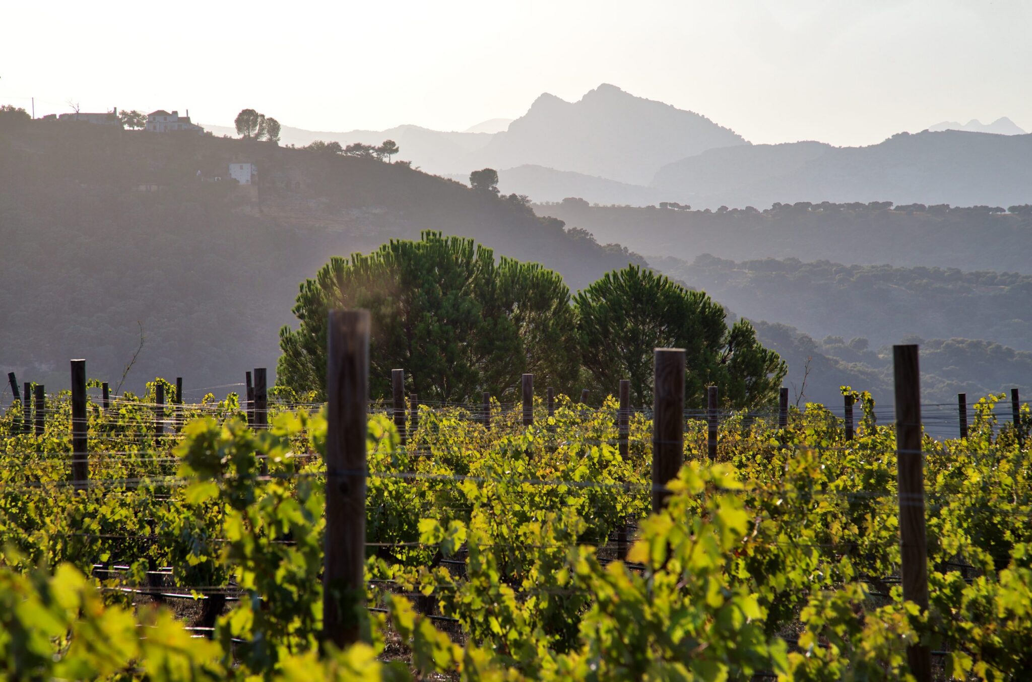 marbslifestyle Vineyards in Ronda