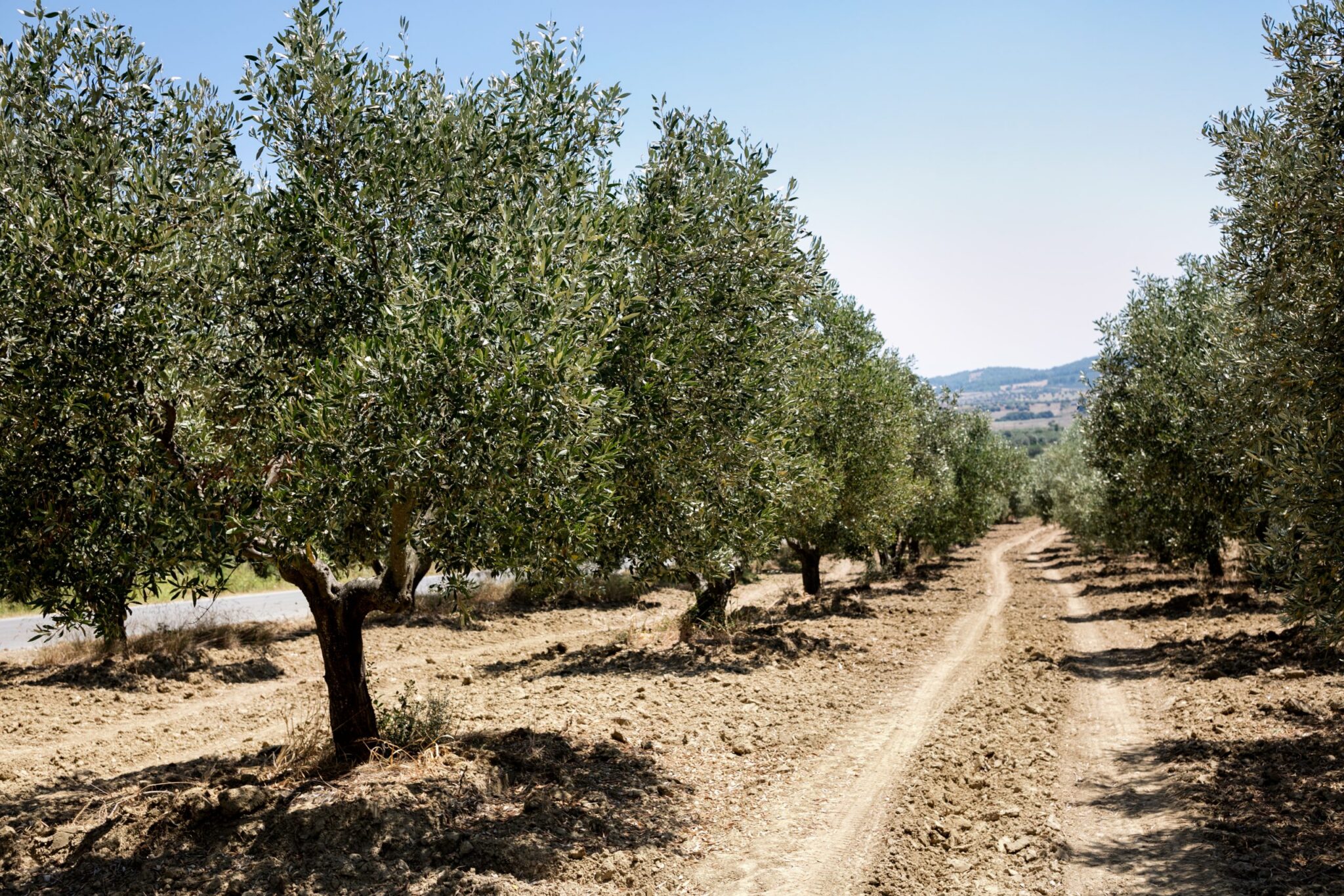 marbslifestyle Around Marbella you have lots of olive yards