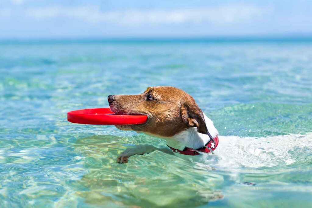 The best pet-friendly accommodations in Marbella