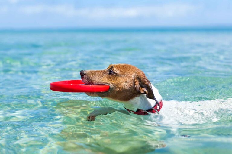 The best pet-friendly accommodations in Marbella