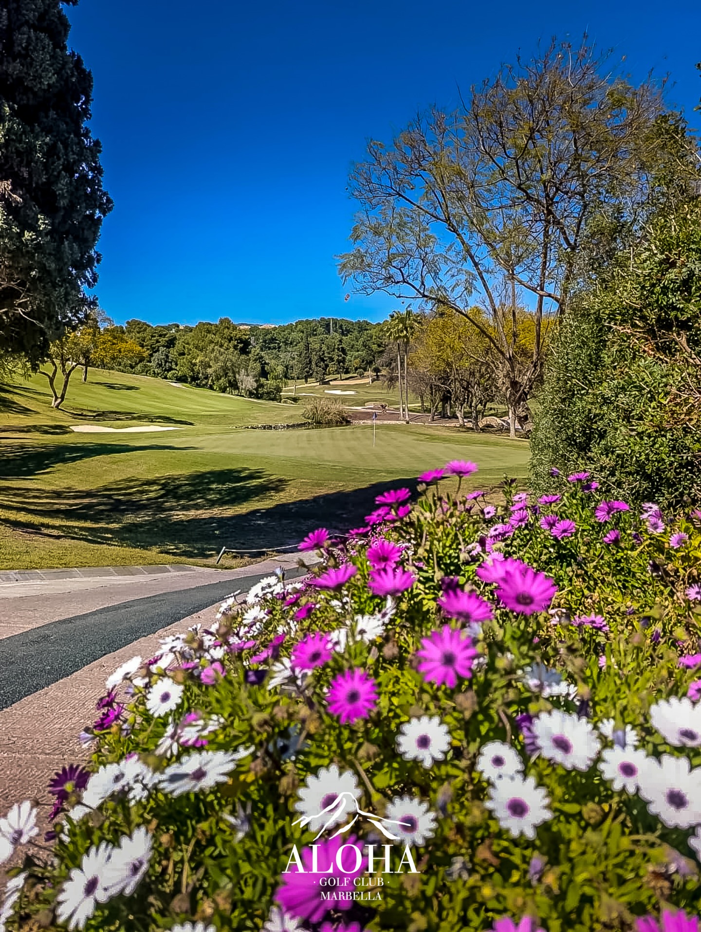 Spring greens and blooming scenes at Aloha Golf Club 💐
