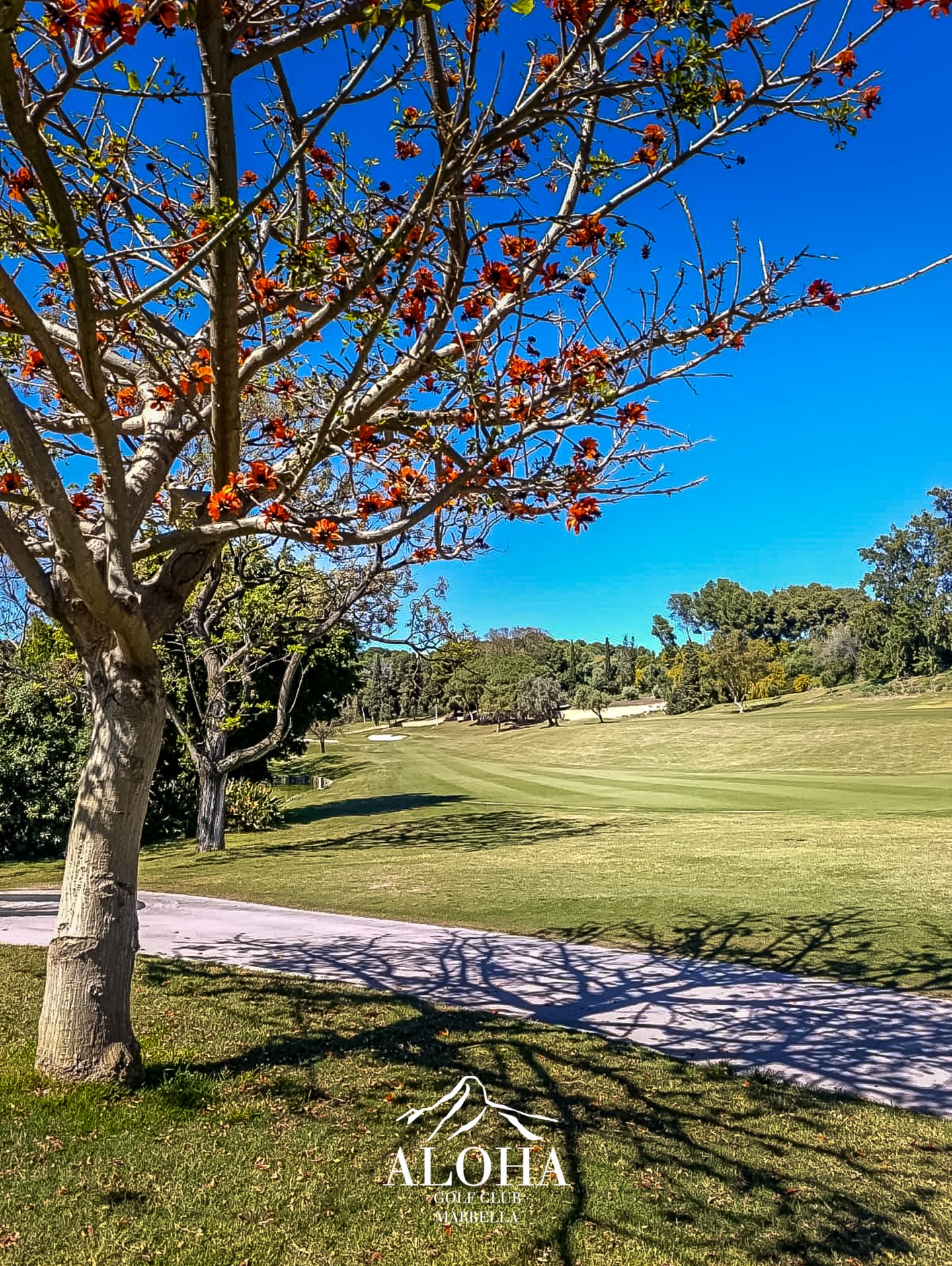A setting as refined as the game itself ✨ Welcome to Aloha Golf Club