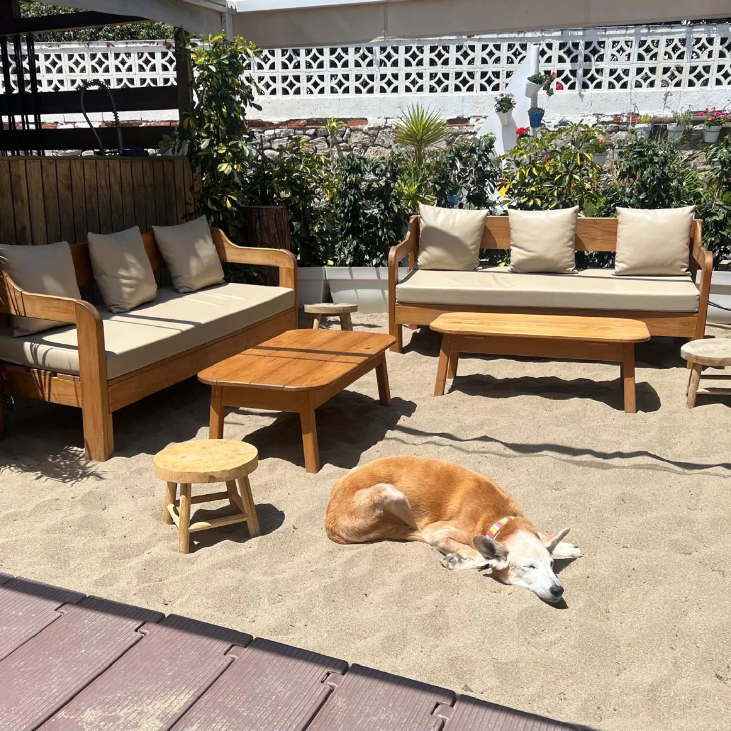 Podríamos decir que Caña es el que más disfruta del chiringuito de toda la familia: paseítos, siestas al sol, un poquito de sombra cuando aprieta el calor, pidiendo mimitos... 🐶☀️ Los perritos educados y tranquilos siempre son bienvenidos en Chiringuito Las Dunas. Porque los días de playa se disfrutan mejor en buena compañía. 🐾😉 You could say Caña is the one who enjoys the chiringuito the most out of the whole family: little walks, naps in the sun, a bit of shade when the heat kicks in, asking for cuddles… 🐶☀️ Well-behaved and calm dogs are always welcome at Chiringuito Las Dunas. Because beach days are always better with good company. 🐾😉 #petfriendly #ChiringuitoMarbella #chiringuitoPetFriendly #Marbella
